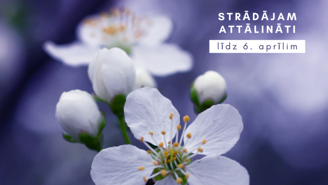 Attēlā ābeļziedi uz zilu debesu - cerību fona atgriezties ierastajā dzīvē pēc Covid19